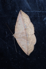 Ugia purpurea