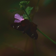 Caprona ransonnettii