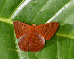 Emesis mandana