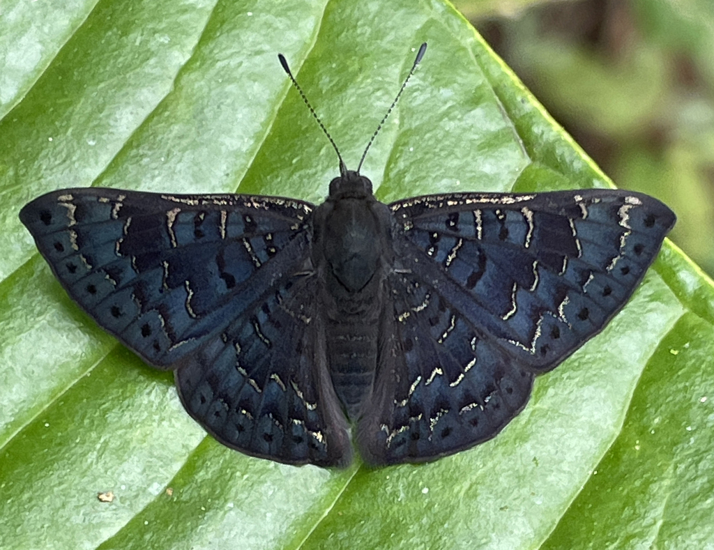 Emesis orichalceus