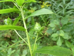 Rhopalomyia solidaginis
