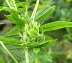 Rhopalomyia solidaginis