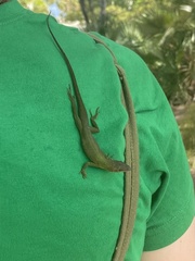 Anolis smaragdinus
