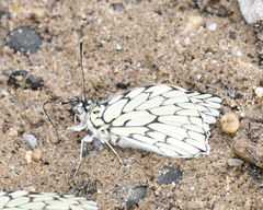 Hesperocharis marchalii