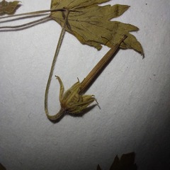 Geranium sibiricum