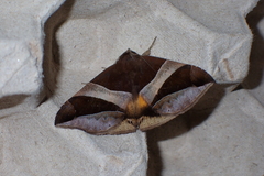 Bastilla fulvotaenia
