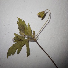 Geranium sibiricum