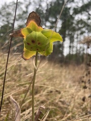Sarracenia alata