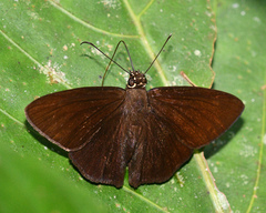 Hyalothyrus neleus