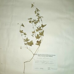 Geranium sibiricum