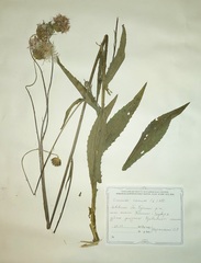 Cirsium canum