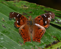 Hypanartia cinderella