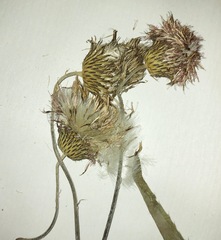 Cirsium canum