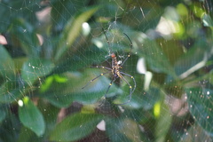 Nephila