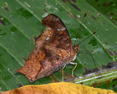 Hypanartia cinderella