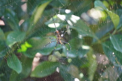 Nephila