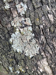 Physcia americana