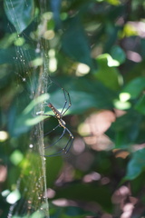 Nephila
