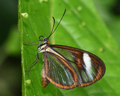 Ithomia arduinna