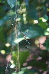 Nephila