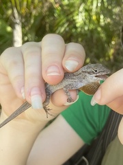 Anolis scriptus
