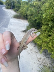 Anolis scriptus