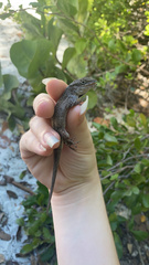Anolis scriptus