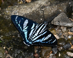 Jemadia hospita