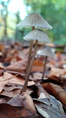 Mycena galopus