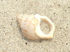 Struthiolaria papulosa