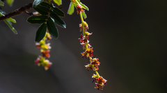 Polylepis