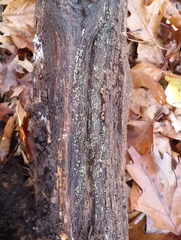 Chlorosplenium chlora