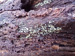 Chlorosplenium chlora