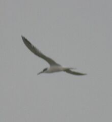 Thalasseus sandvicensis