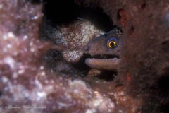 Gymnothorax miliaris