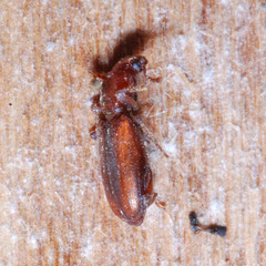 Bothrideres bipunctatus