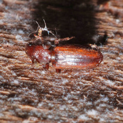 Bothrideres bipunctatus