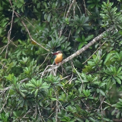 Pelargopsis capensis