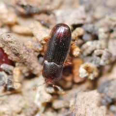 Cerylon histeroides