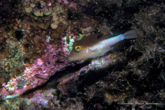 Canthigaster rostrata
