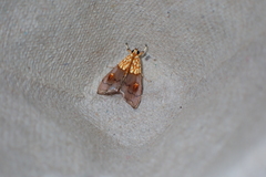 Agrotera