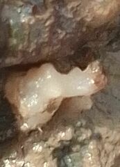 Phallusia mammillata