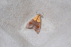 Agrotera