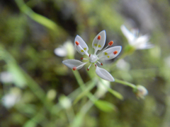 Micranthes petiolaris