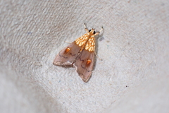 Agrotera