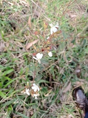 Chaetogastra ciliaris