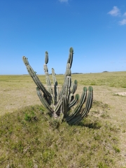 Cereus hildmannianus