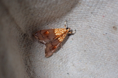 Agrotera
