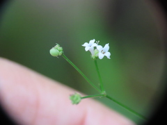 Asperula