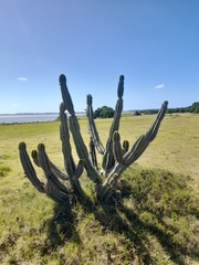 Cereus hildmannianus